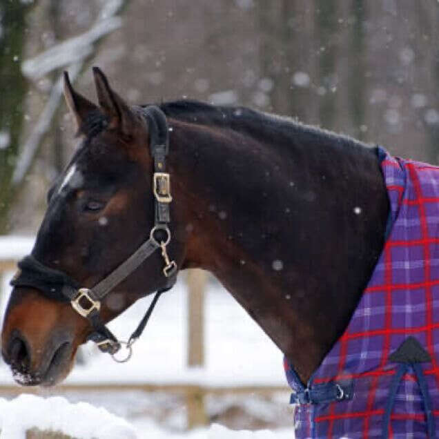 teaser pferdewelt pferdedecken